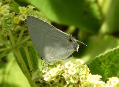 Strephonota tephraeus