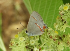 Electrostrymon hugon