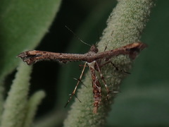 Michaelophorus indentatus