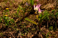 Erythronium sibiricum