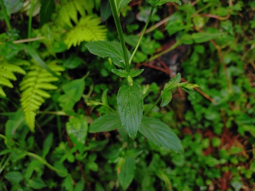 Image of Epilobium amurense by (c) Yu-Chang Chen, some rights reserved (CC BY)