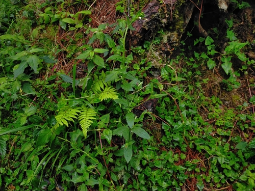 Image of Epilobium amurense by (c) Yu-Chang Chen, some rights reserved (CC BY)