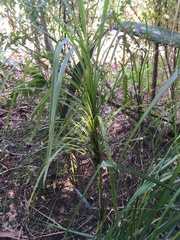Cordyline australis