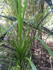 Cordyline australis