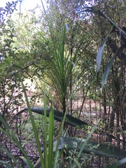 Cordyline australis