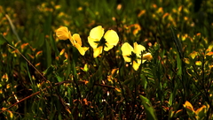Viola altaica