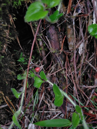 Image of Hemiphragma heterophyllum by (c) Yu-Chang Chen, some rights reserved (CC BY)