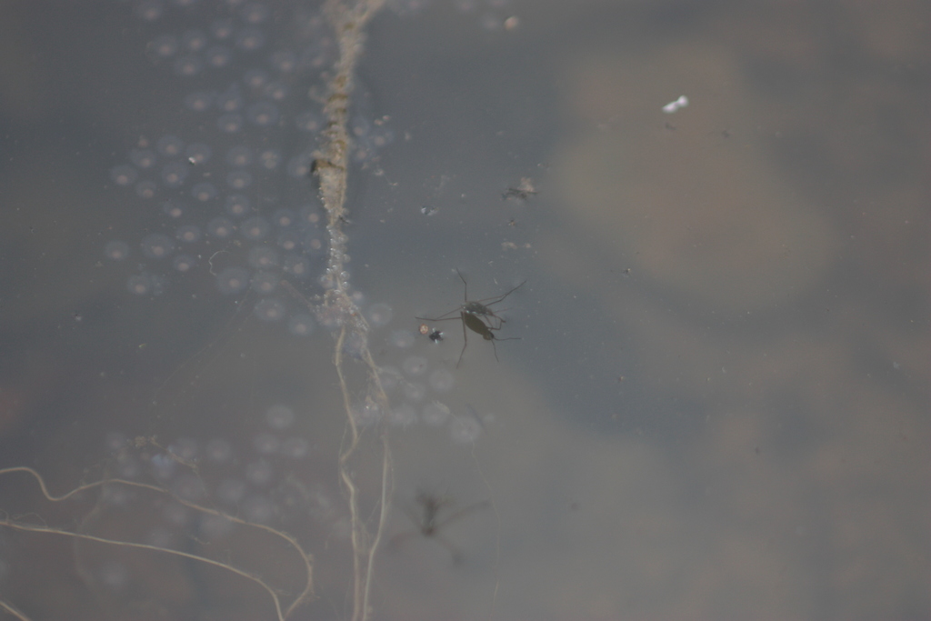 Emaba Insect Amemboa esakii from 台灣屏東縣 on May 30, 2023 at 11:38 AM by 林正文 · iNaturalist