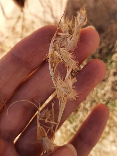 Cymbopogon schoenanthus, photograph 6