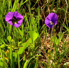 Viola altaica