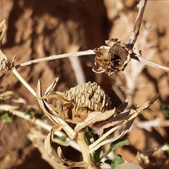 Asteriscus graveolens image