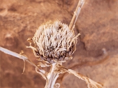 Asteriscus graveolens image