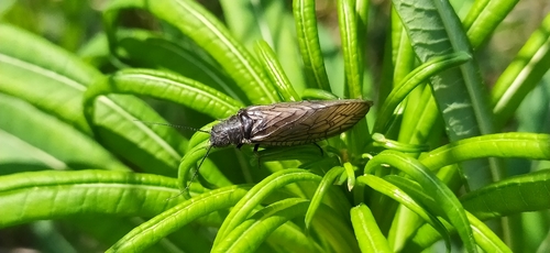 Sialis morio