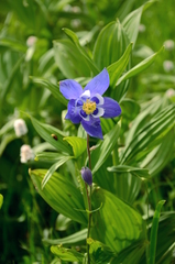 Aquilegia jucunda