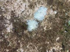 Phlyctis petraea