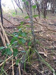 Cordyline australis