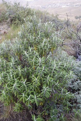 Buddleja loricata, photograph 1