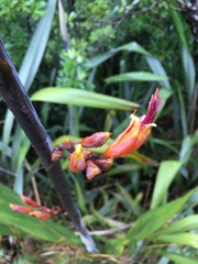 Phormium