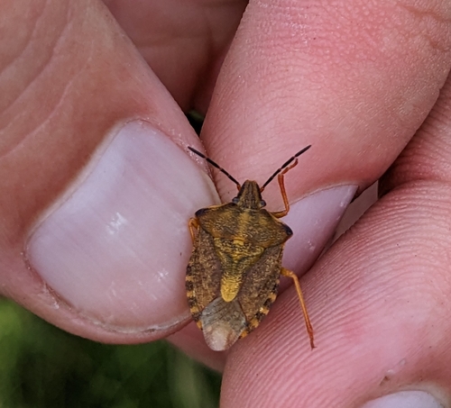 Carpocoris purpureipennis
