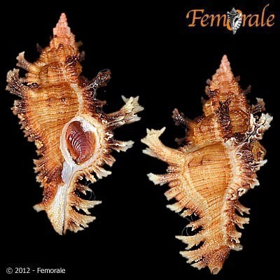 Chicoreus banksii