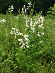 Penstemon digitalis