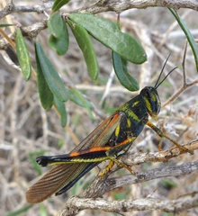 Schistocerca melanocera