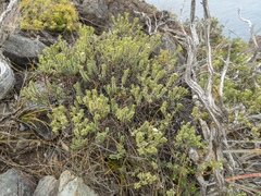Pimelea sporadica