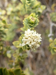 Pimelea sporadica