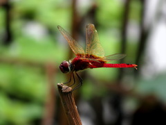 Urothemis signata yiei