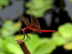 Urothemis signata yiei