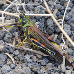 Schistocerca melanocera
