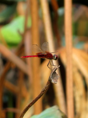 Urothemis signata yiei