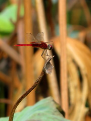 Urothemis signata yiei