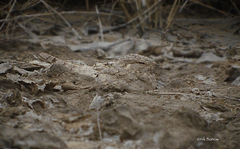 Caprimulgus aegyptius