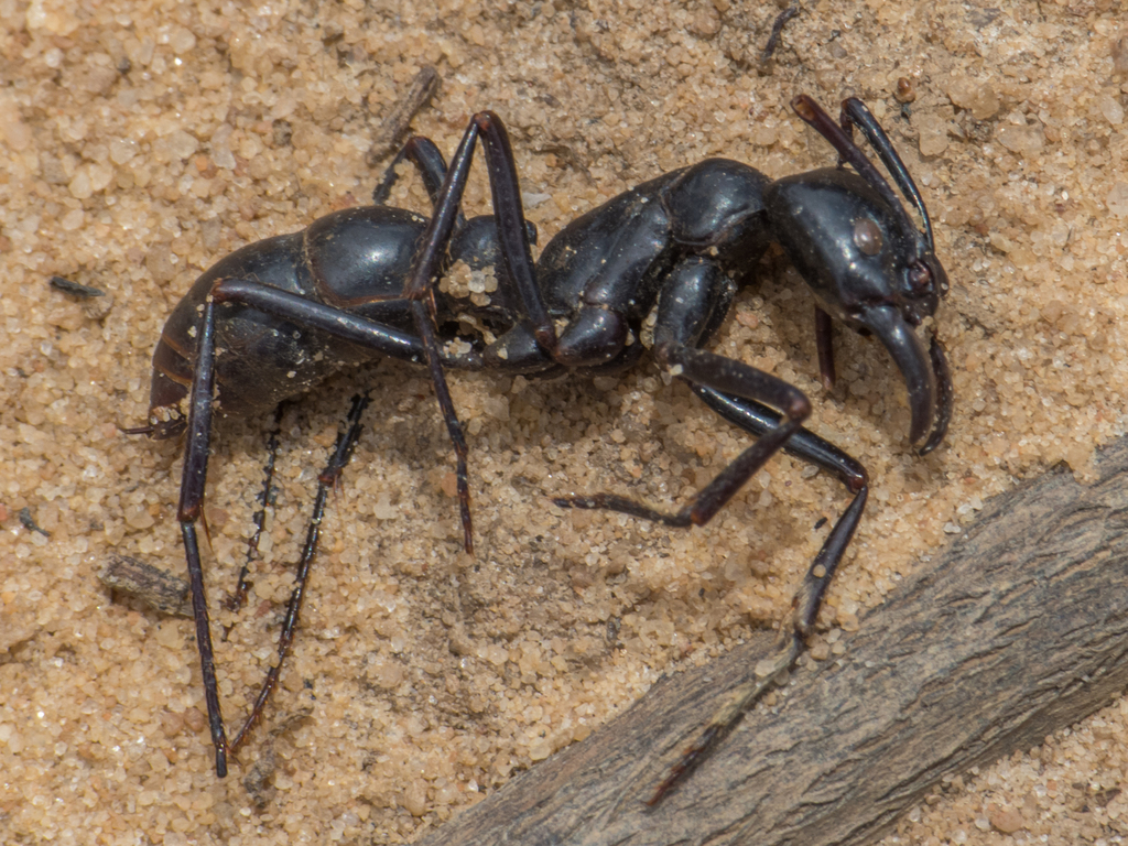 Giant Amazonian Ants (Genus Dinoponera) · iNaturalist