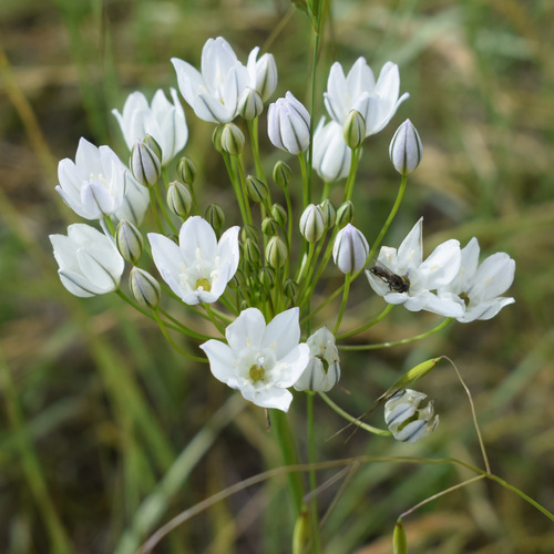 Triteleia hyacinthina