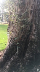 Coprosma crassifolia