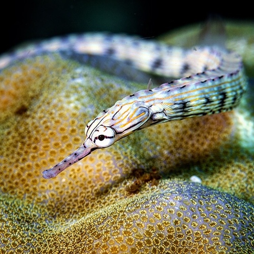 Bloodspot pipefish (Corythoichthys haematopterus) — Syngnathidae — 3