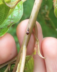 Oropterus coniger