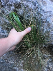 Eleocharis geniculata