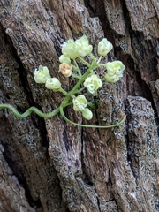 Serjania brachycarpa