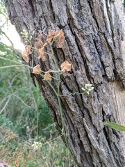 Serjania brachycarpa