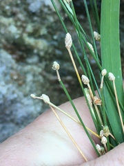 Eleocharis geniculata