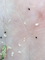 Eleocharis geniculata