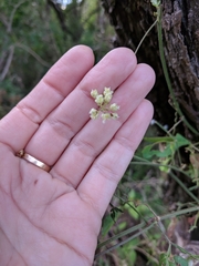 Serjania brachycarpa