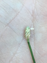 Eleocharis geniculata