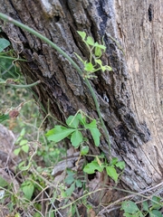 Serjania brachycarpa