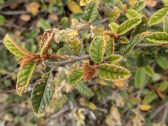 Pomaderris edgerleyi