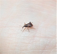 Oropterus coniger