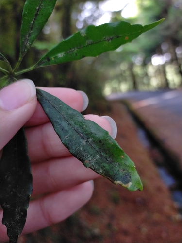 Image of Heptapleurum taiwanianum by (c) Yu-Chang Chen, some rights reserved (CC BY)